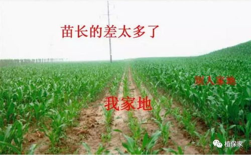 真假化肥怪象 為何“李鬼”橫行而“李逵”滯銷？